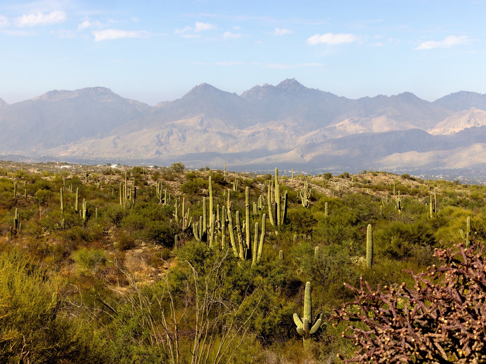 Where to Eat in Tucson, Arizona’s Desert Jewel